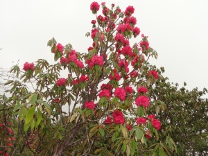 Rhododendron  flower