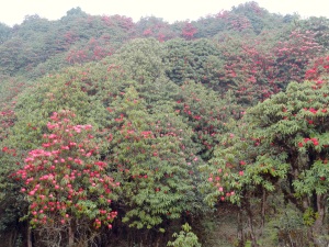 Rhododendron trees in bloom 